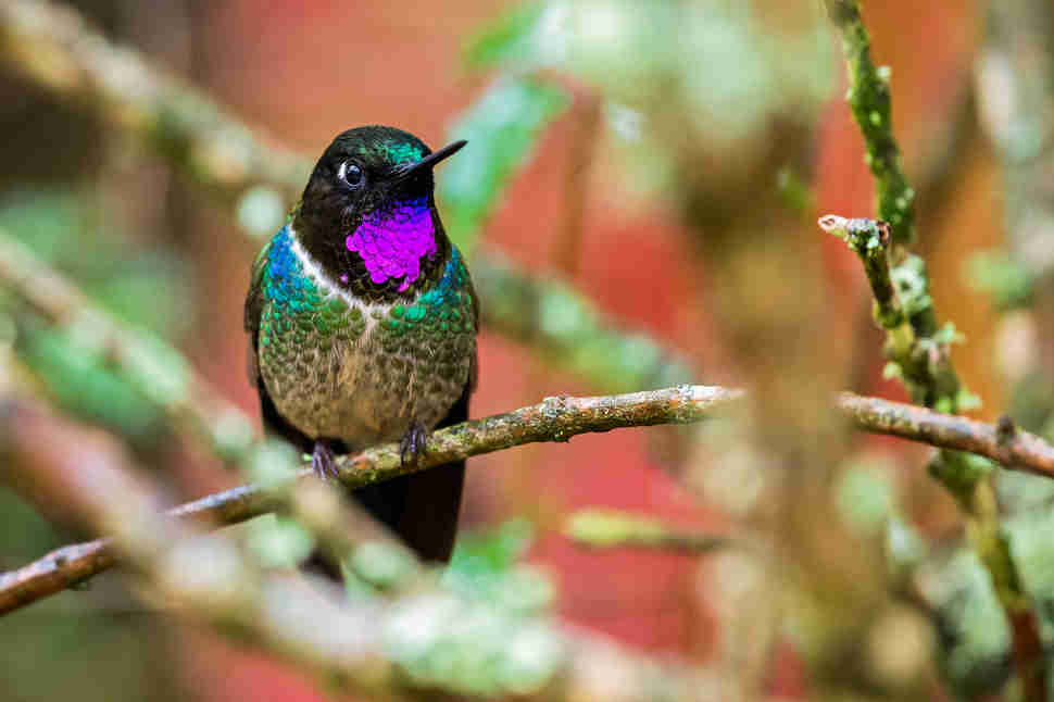 Amethyst-throated Sunangel