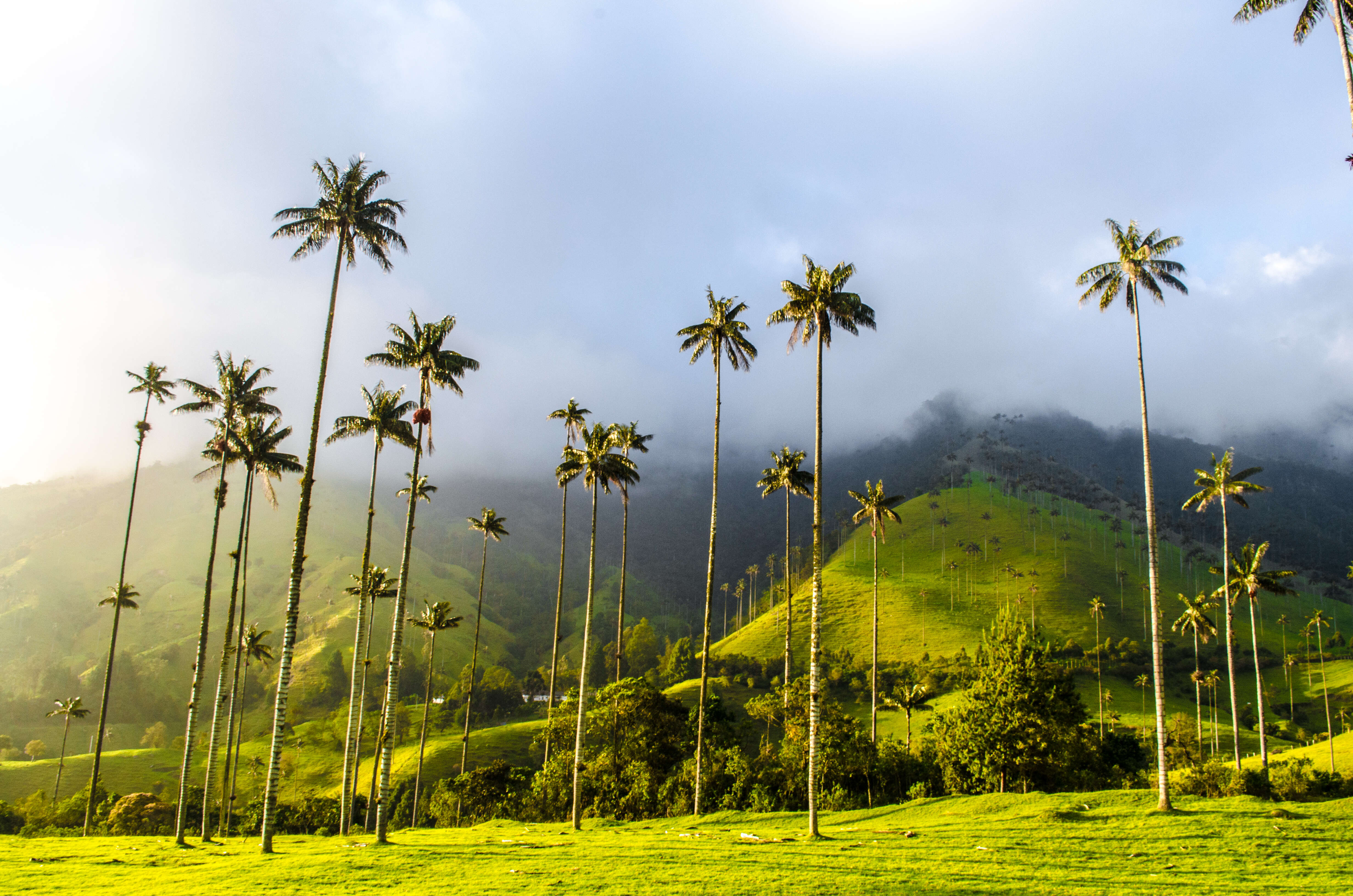 Cocora Valley, Quindio