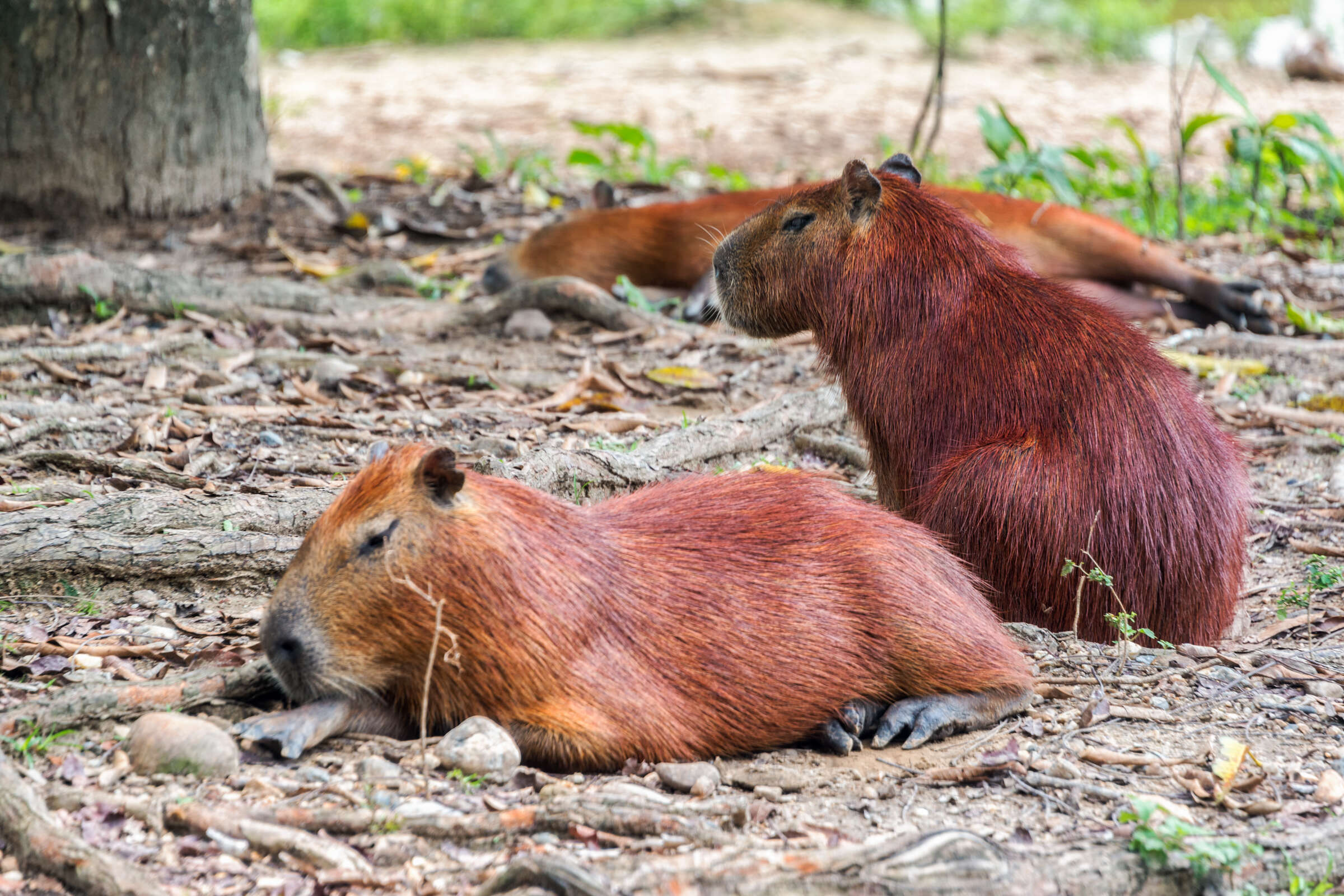 Capybaras