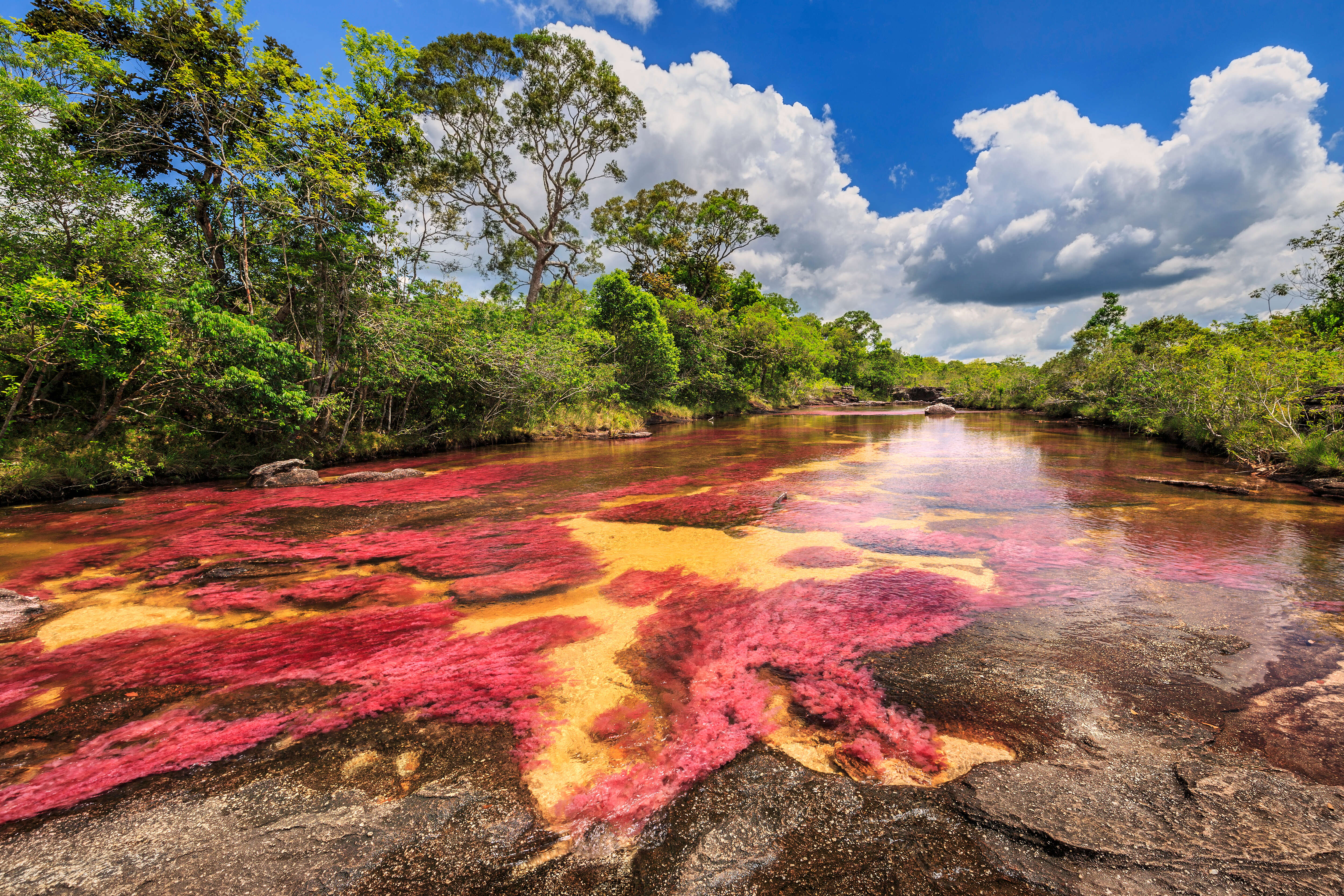 Cano Cristales (River of five colors), La Macarena