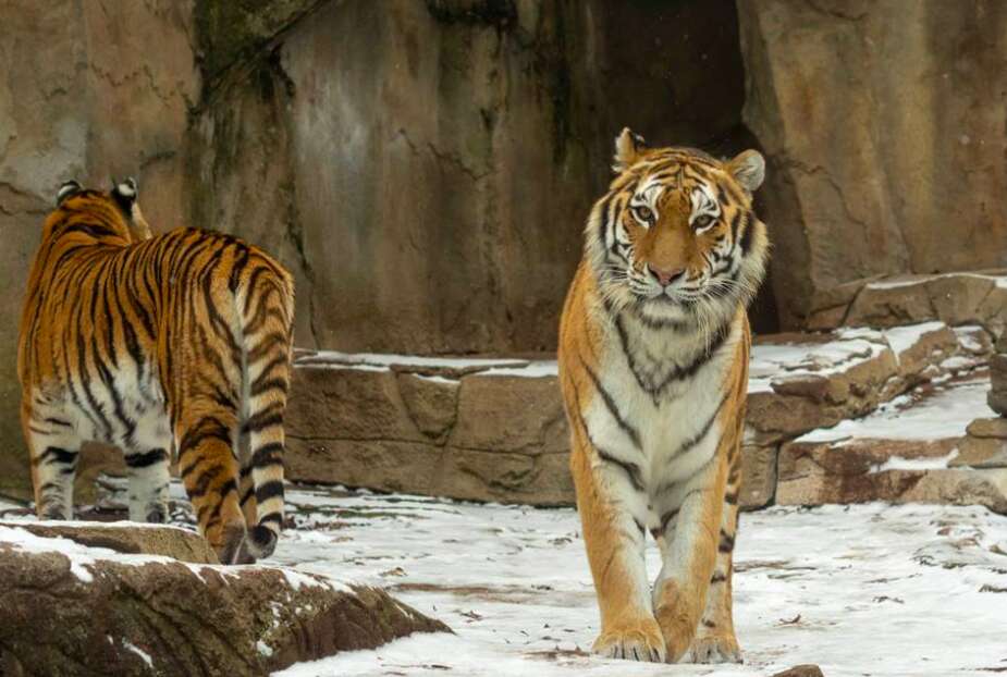 tiger zoo animal