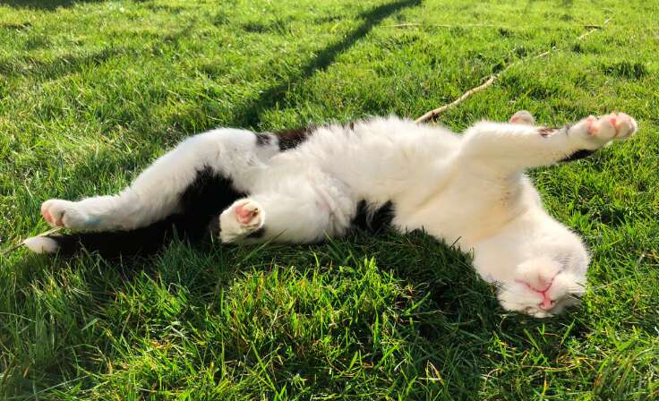 Rescued tuxedo cat who takes her toys on adventures in the UK