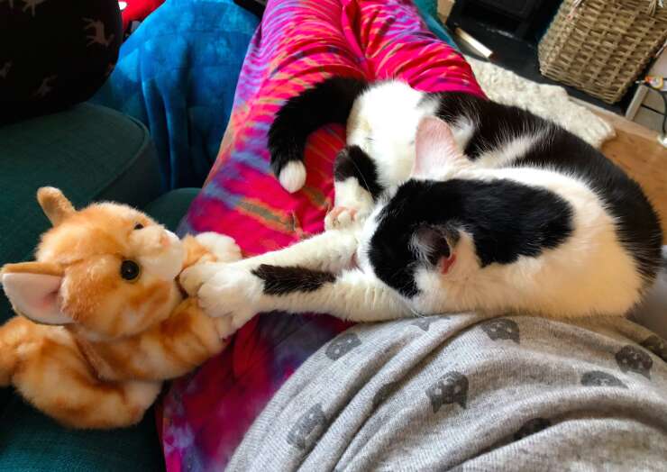 Rescued tuxedo cat who takes her toys on adventures in the UK