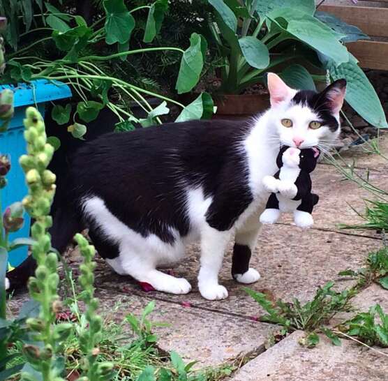 Rescued tuxedo cat who takes her toys on adventures in the UK