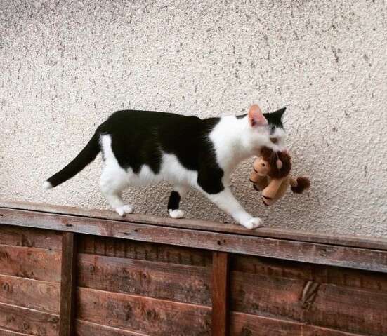 Rescued tuxedo cat who takes her toys on adventures in the UK