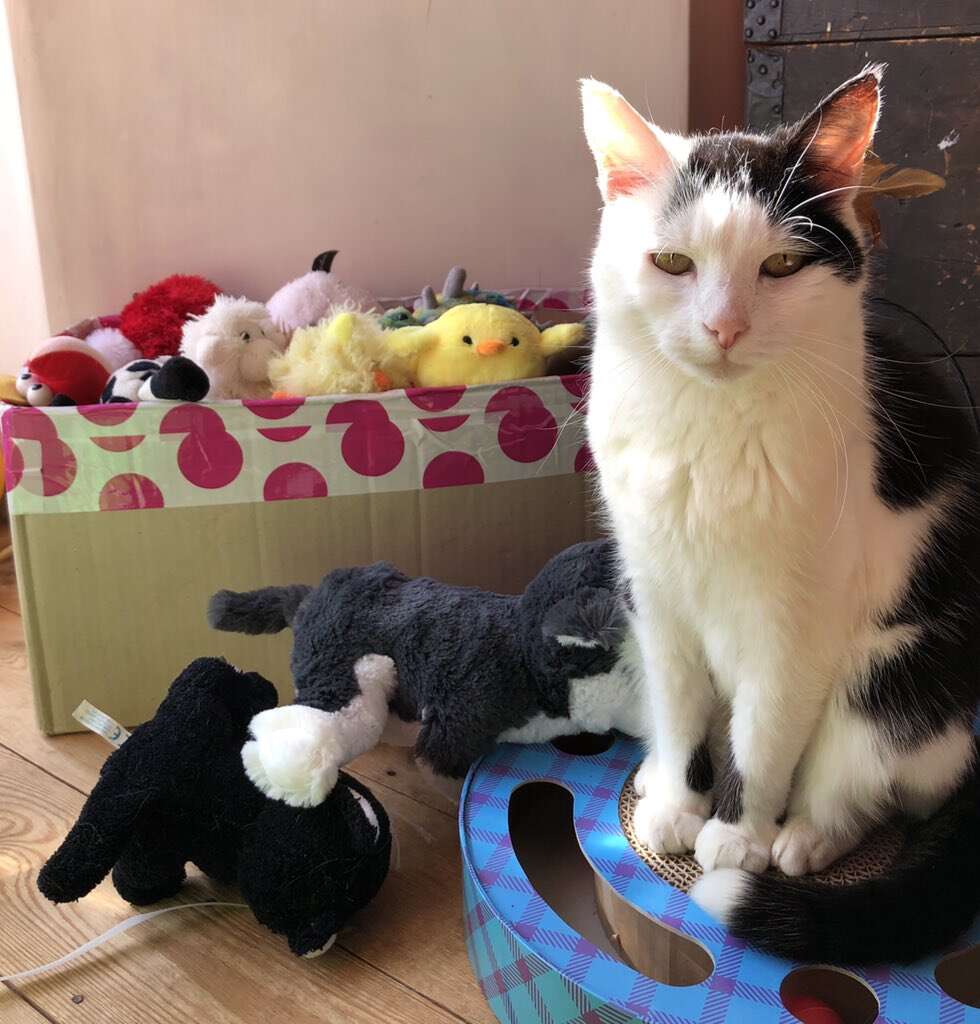 Rescued tuxedo cat who takes her toys on adventures in the UK