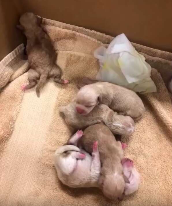 3-day-old puppies dumped in Coachella Dumpster