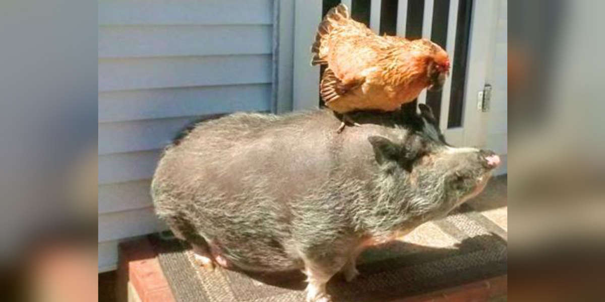 Rescued Potbellied Pig And Chicken Form Adorable Friendship - The Dodo