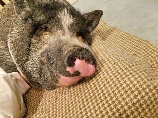 Potbellied pig napping happily on dog bed