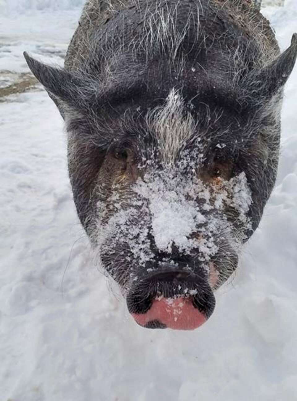 Rescued Potbellied Pig And Chicken Form Adorable Friendship - The Dodo