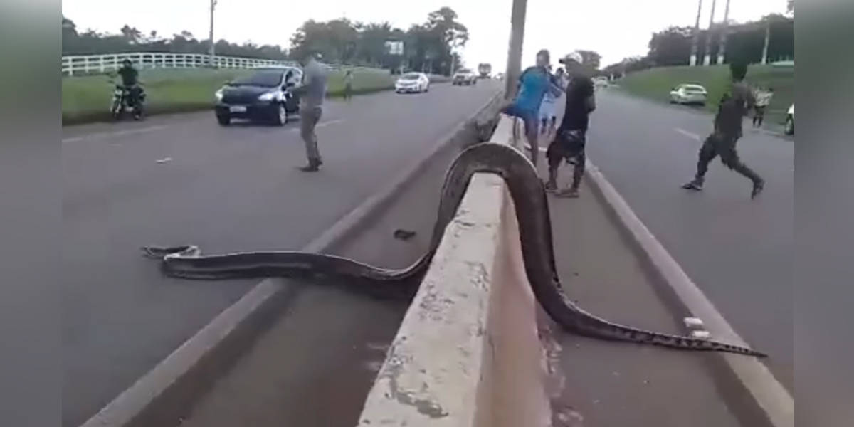 People Stop Traffic To Help An Enormous Snake Safely Cross The Road - The  Dodo