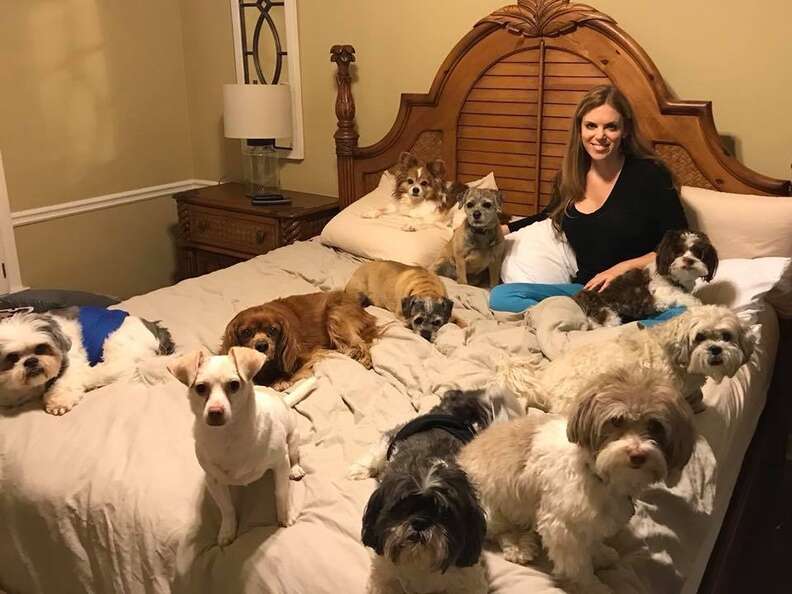 Perfect photo shows many little dogs sitting still for family portrait