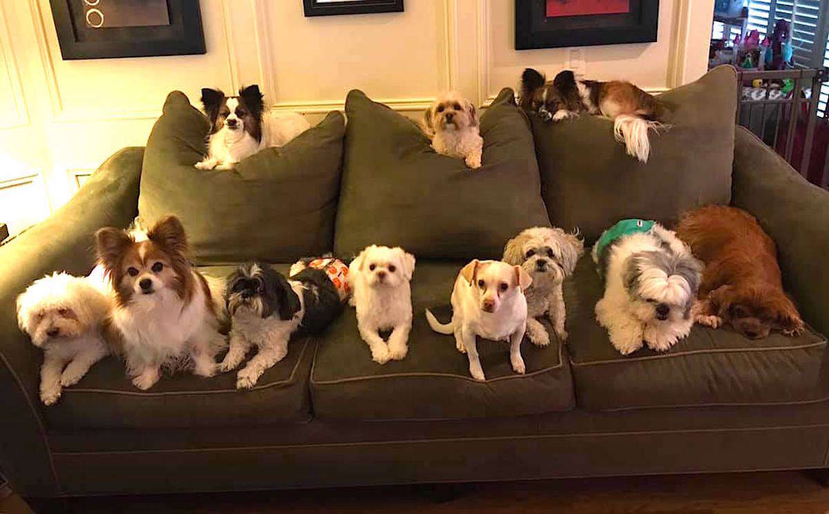 Perfect photo shows many little dogs sitting still for family portrait