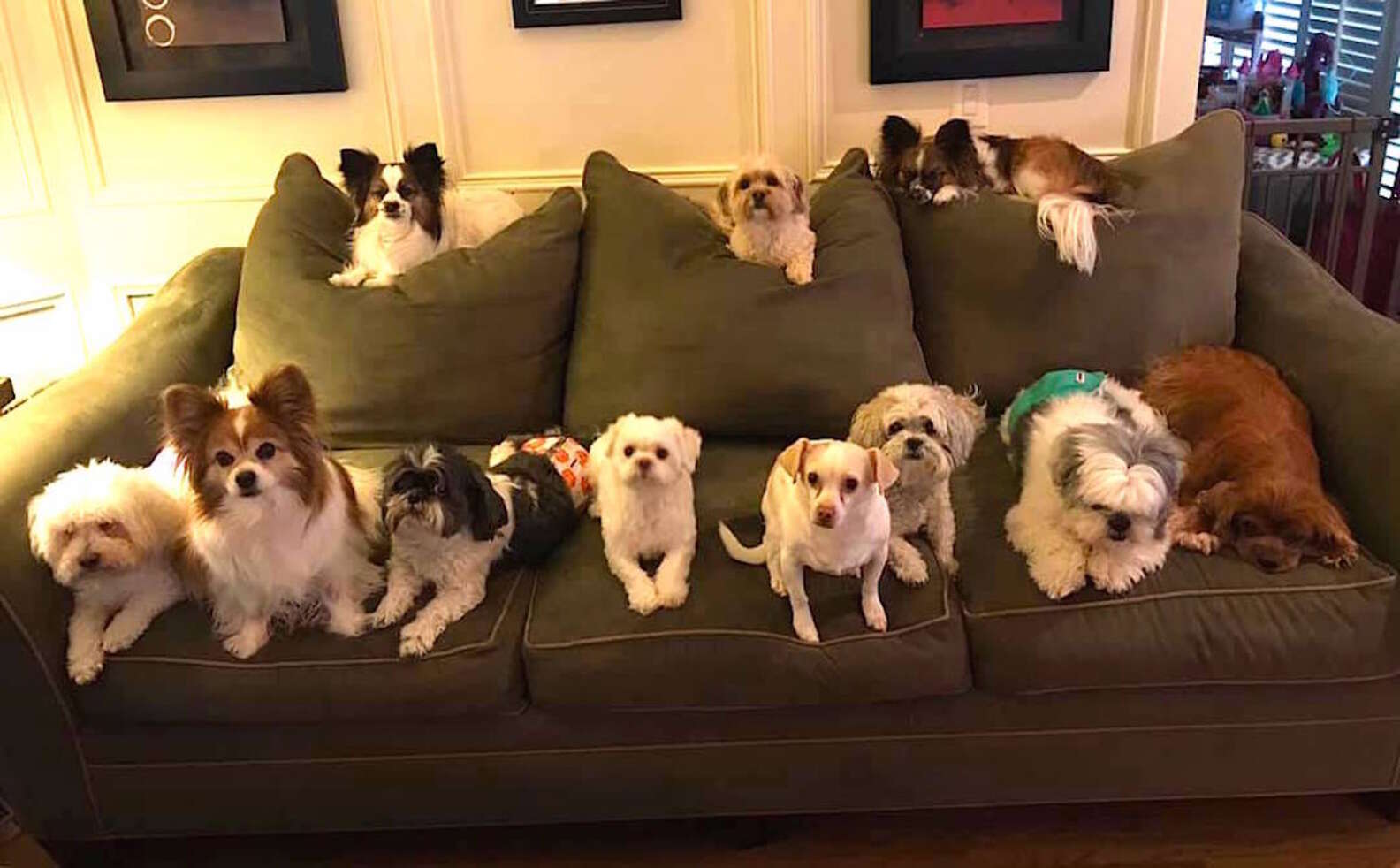 Perfect Photo Shows Pack Of 11 Little Dogs Sitting Still For Portrait ...