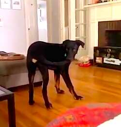 Dog catches tail in viral video