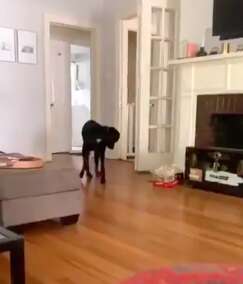 Dog finally catches his own tail in viral video