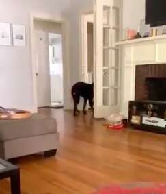 Dog finally catches his own tail in viral video 