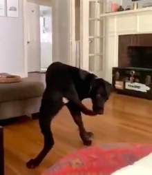 Dog finally catches his own tail in viral video