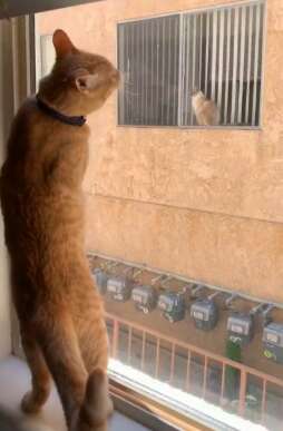 Cat falls in love with neighbor cat through window