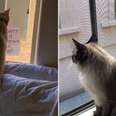 Cats See Each Other Through Window And Fall In Love