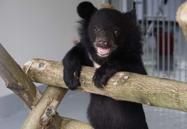 Asiatic black bear saved from smugglers