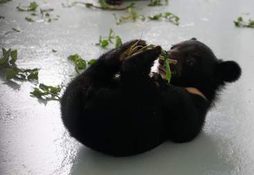 Asiatic black bear saved from smugglers
