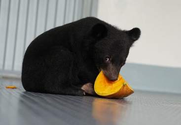 Asiatic black bear saved from smugglers