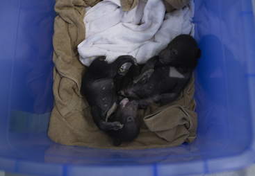 Baby bears saved from traffickers