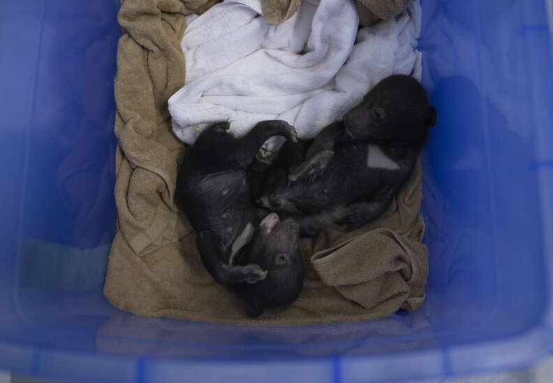 Baby bears saved from traffickers 