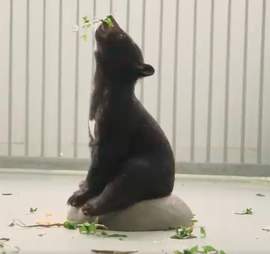 Asiatic black bear saved from smugglers