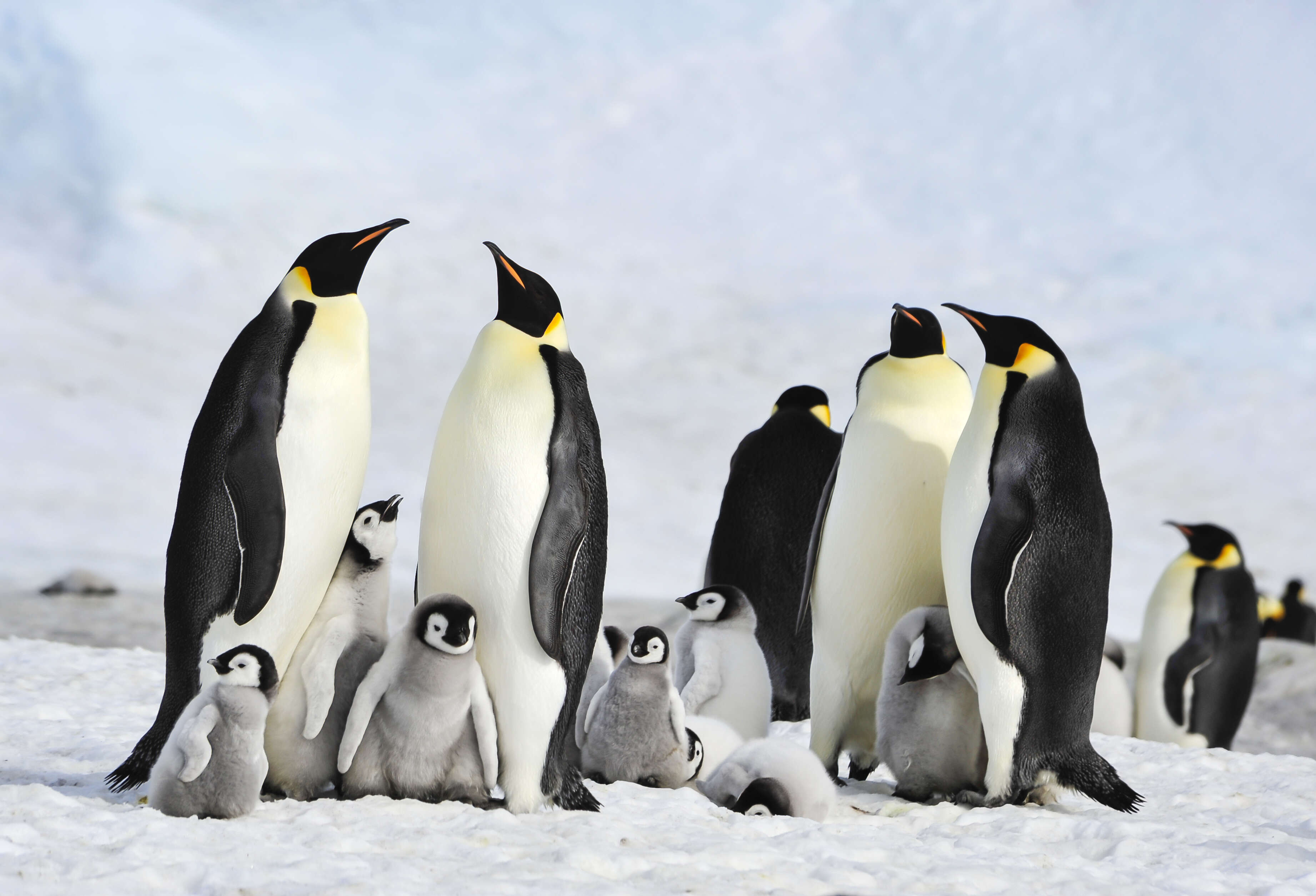 penguin death