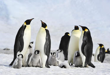 penguin death