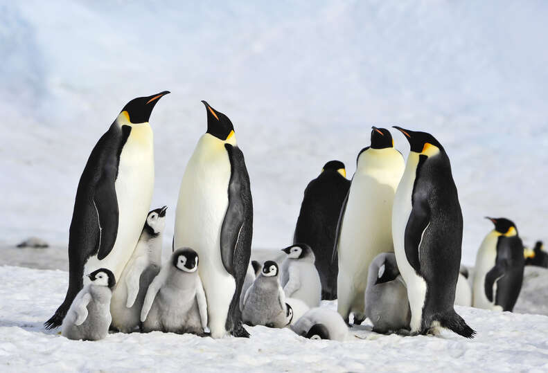 penguin death