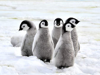 penguin baby antarctic