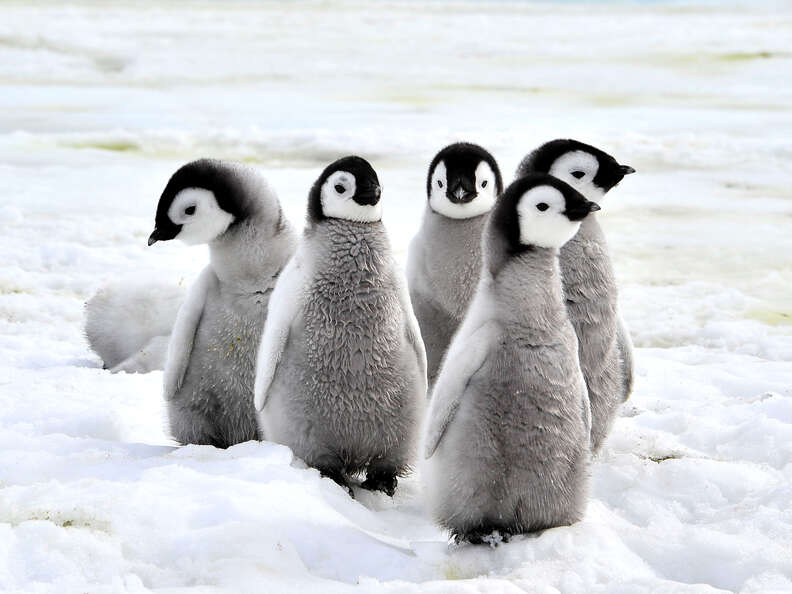 penguin baby antarctic