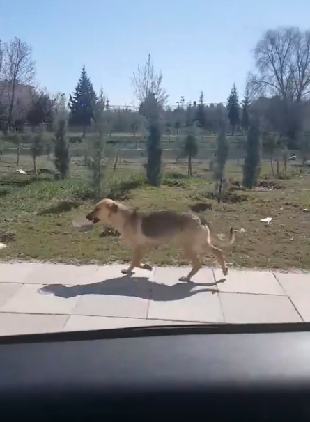 Man Sees Stray Dog Carrying A Bowl Of Food — And Decides To Follow Her -  The Dodo