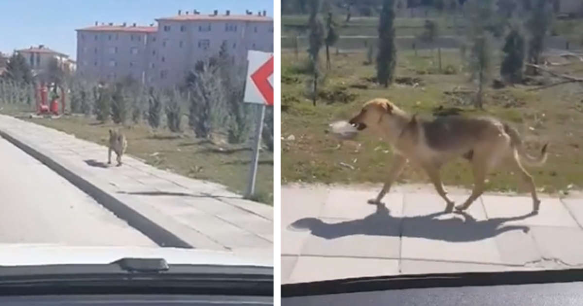 dog carrying bowl