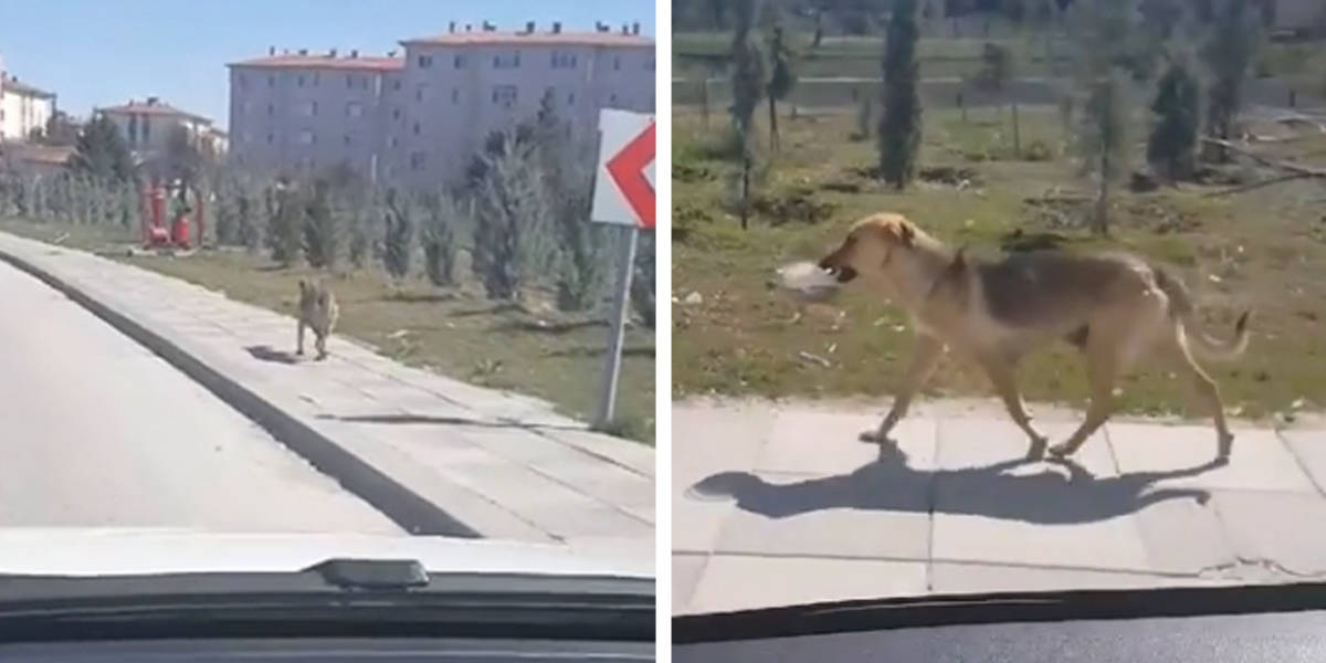 Dog carrying cheap food bowl