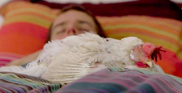 Penny the chicken sleeps in bed with her dad