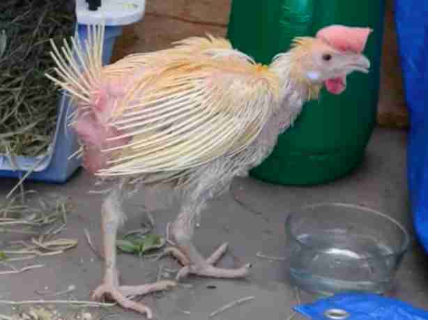 Rescued Chicken Who Lost All Her Feathers Completely Transforms