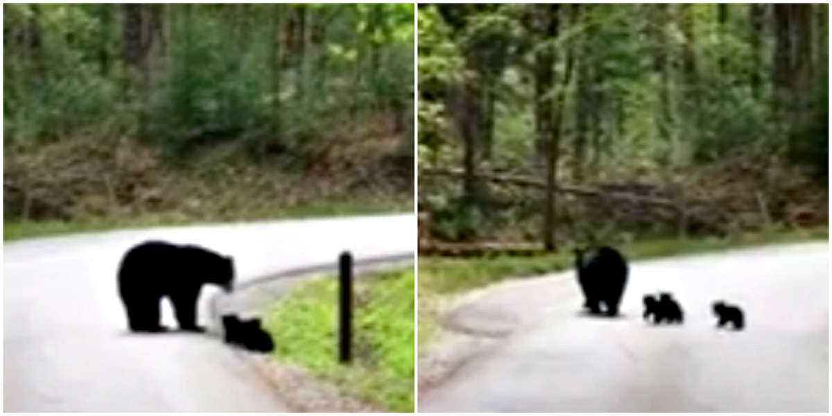 Mother Bear Spotted Guiding Her Tiny Cubs Across The Street - The Dodo