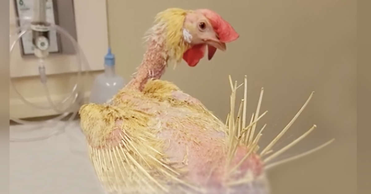 Rescued Chicken Who Lost All Her Feathers Completely Transforms The Dodo