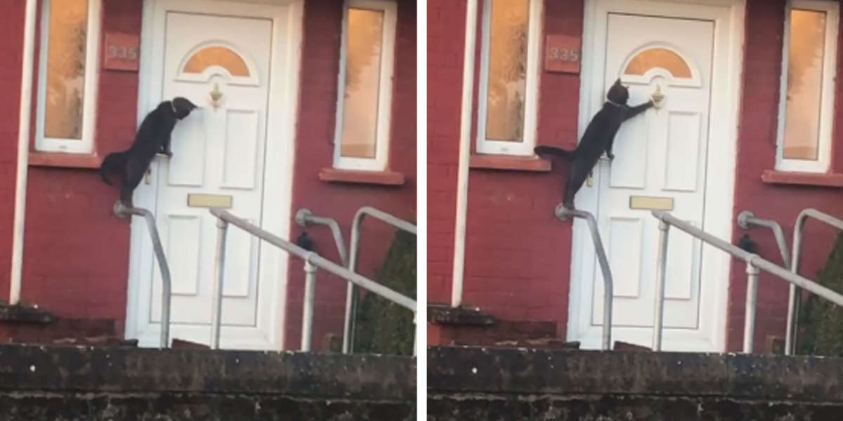 Viral Video Shows Cat Knocking On Door Like A Human The Dodo