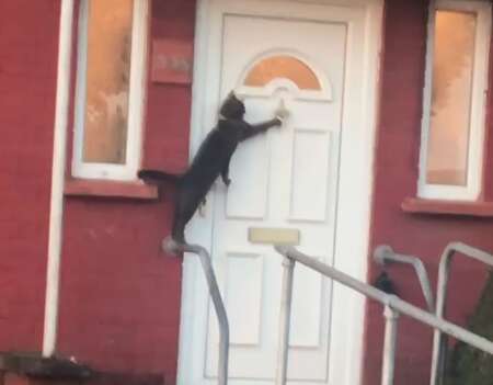 Viral Video Shows Cat Knocking On Door Like A Human The Dodo