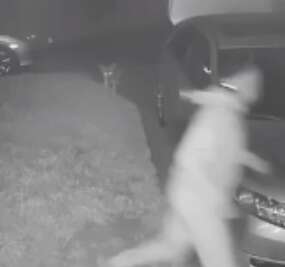 Coyote chasing away burglar