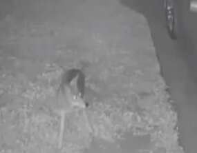 Coyote who chased away burglar in Los Angeles