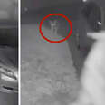 Coyote surprises would-be thief in middle of a heist
