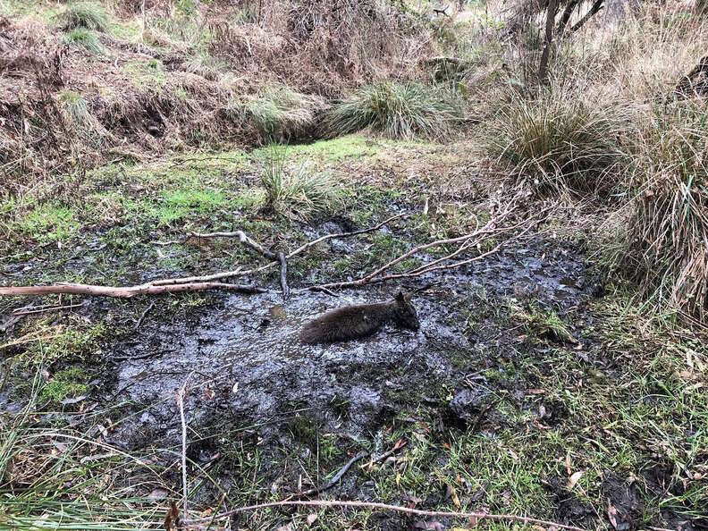 Wallaby getting saved from quicksand in Australia