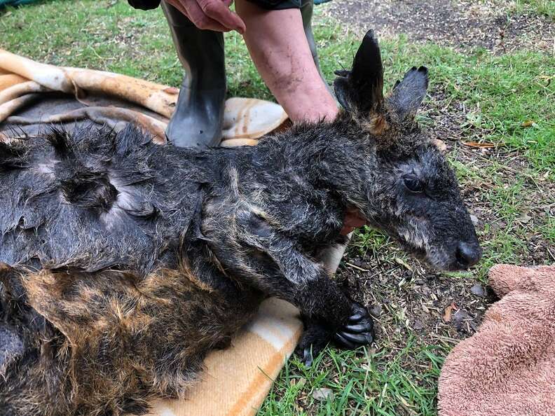 Wallaby getting saved from quicksand in Australia