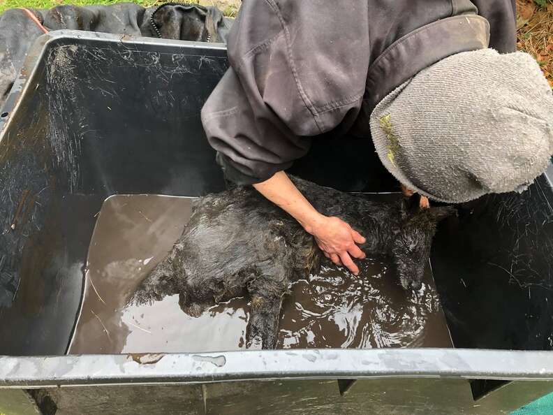 Wallaby getting saved from quicksand in Australia